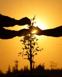 A dynamic action shot showcasing hands planting a tree, silhouetted beautifully against a bright golden sky. The blurred moti