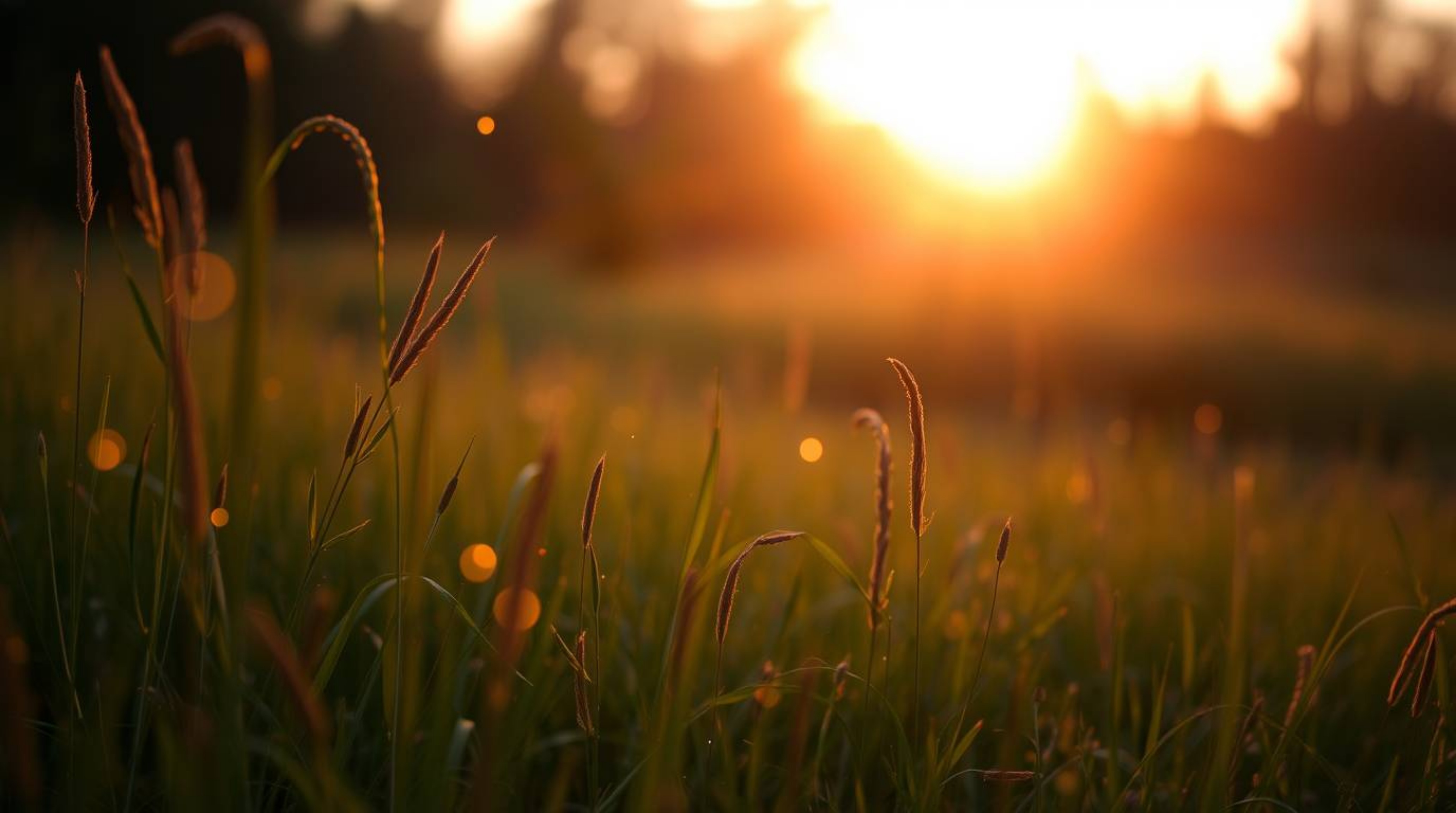 Experience the serene beauty of a quiet meadow at sunset, bathed in soft golden hour light as fireflies begin to emerge. This