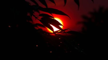 A captivating long exposure photograph showcases an intensely dark sunset reflected in raindrops clinging to leaves.  The ima
