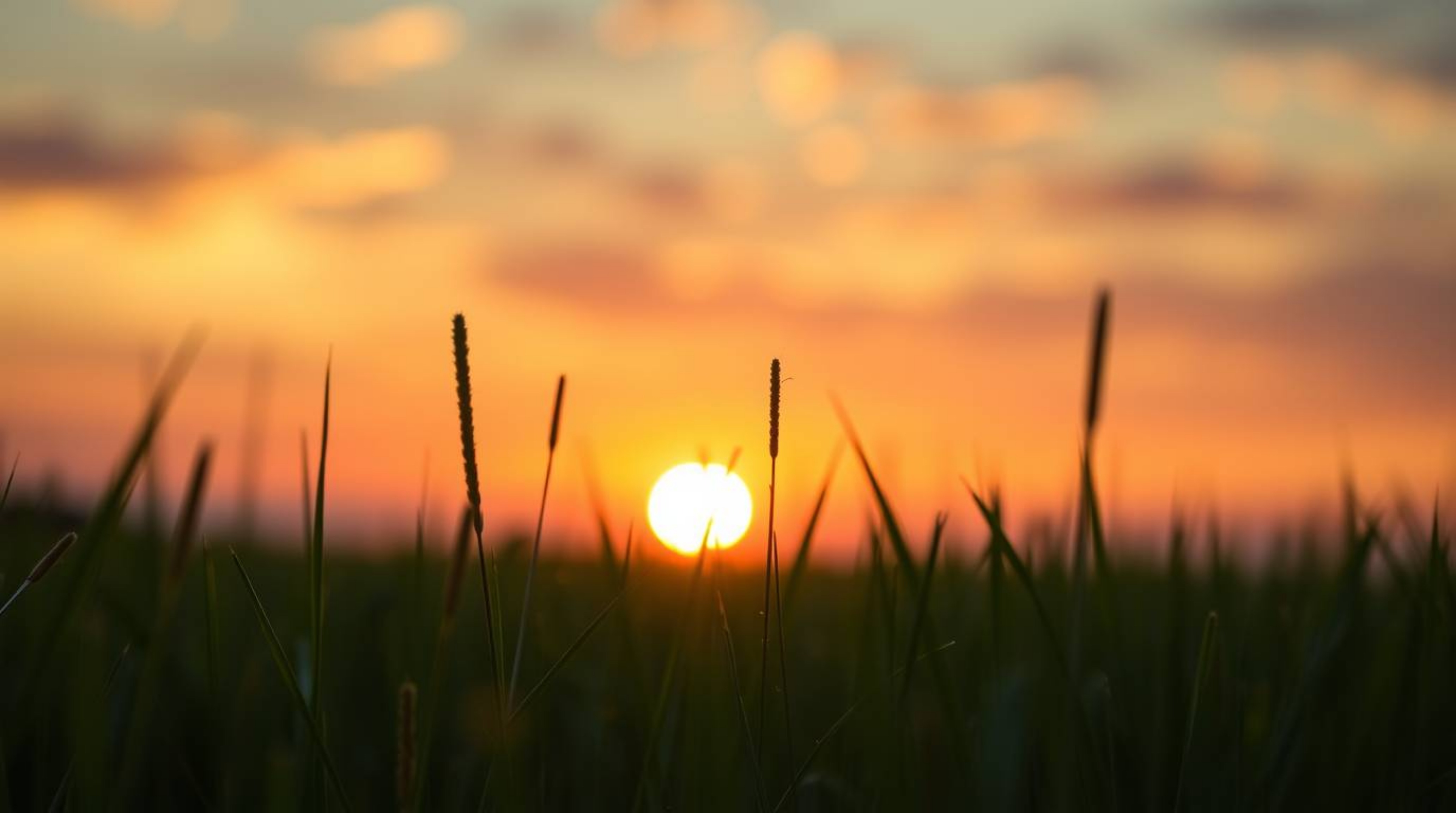 An extreme macro close-up showcases a breathtaking sunset over a tranquil meadow, rendered in an intricate origami style.  Th