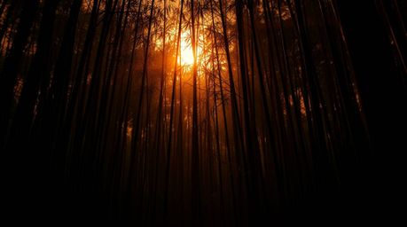 Experience an eerie and creepy atmosphere within a bamboo forest illuminated by the warm glow of a sunset. This image utilize