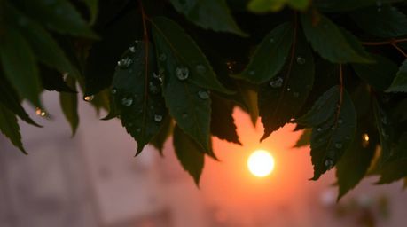 Immerse yourself in a tranquil scene featuring an overhead bird's-eye view of leaves adorned with raindrops, reflecting the w