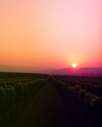 This artwork beautifully depicts a sunset over a vineyard, characterized by a smooth gradient transition and seamless color b