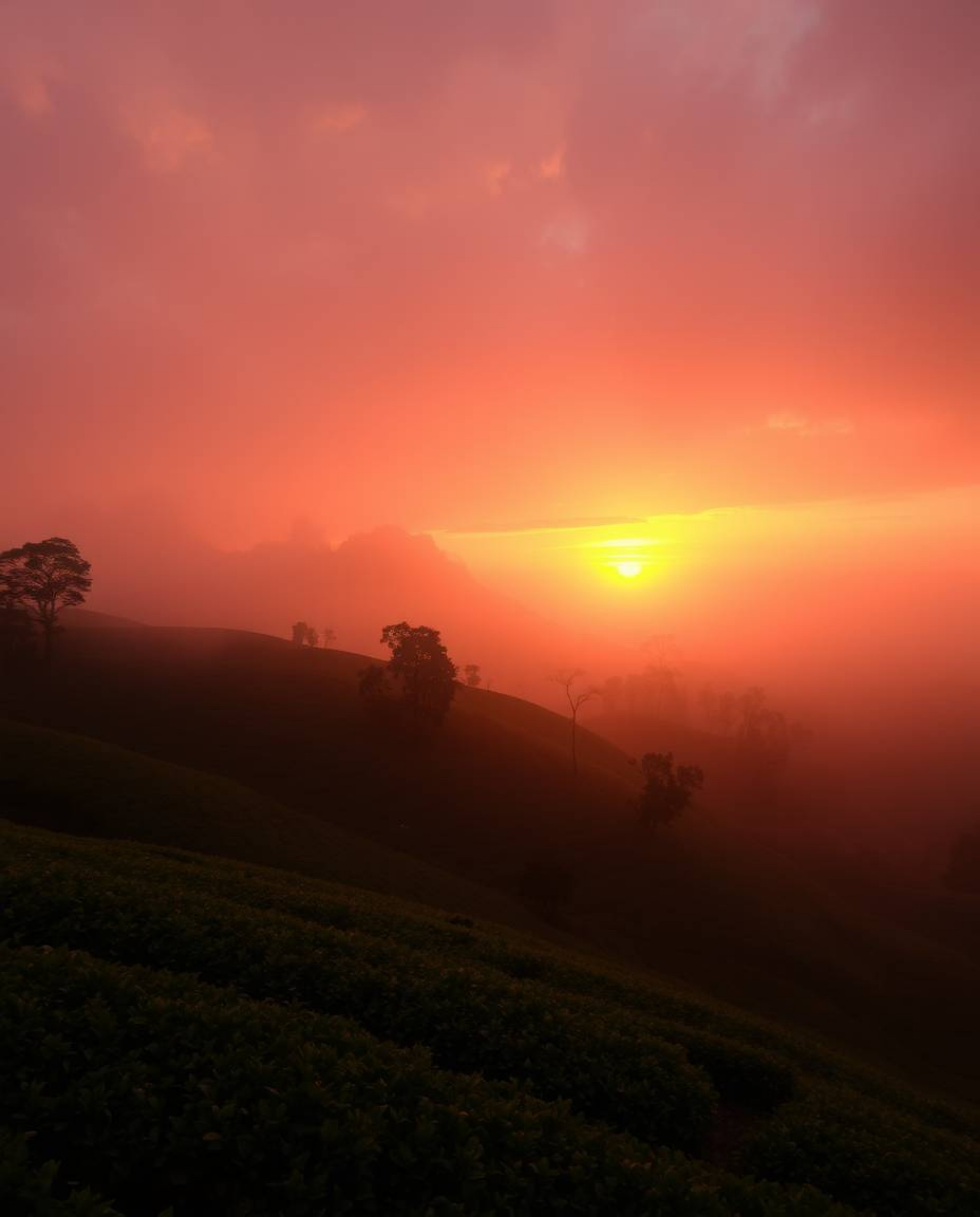 This is a dreamy and enchanting depiction of a sunset over terraced tea plantations. The scene is bathed in a warm palette of