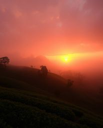 This is a dreamy and enchanting depiction of a sunset over terraced tea plantations. The scene is bathed in a warm palette of