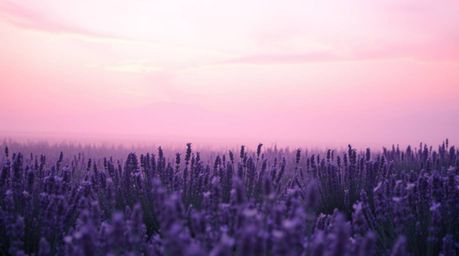 Experience a soft and dreamy atmosphere filled with the gentle and soothing ambiance of lavender fields glowing under a dream