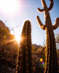 A stunning low-angle perspective of a desert cactus, seen looking up towards the setting sun as it glows in the last of its r