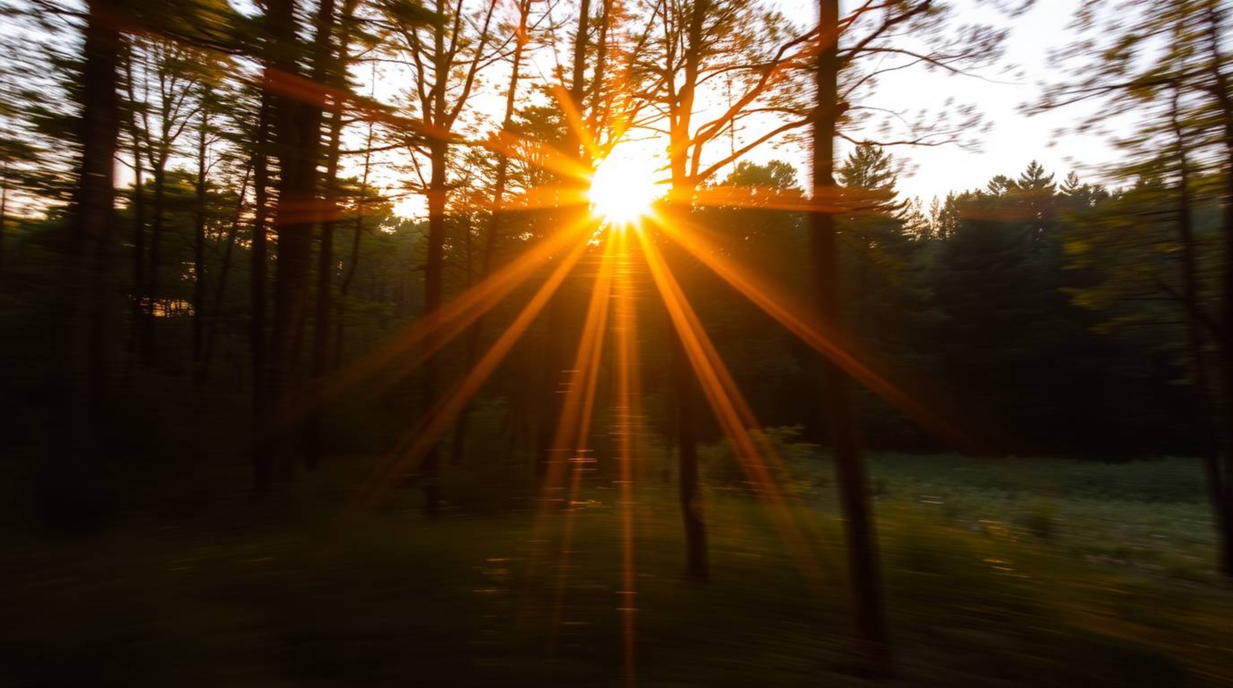 A captivating long-exposure photograph captures the radiant beauty of sunset light filtering through a dense forest.  The war