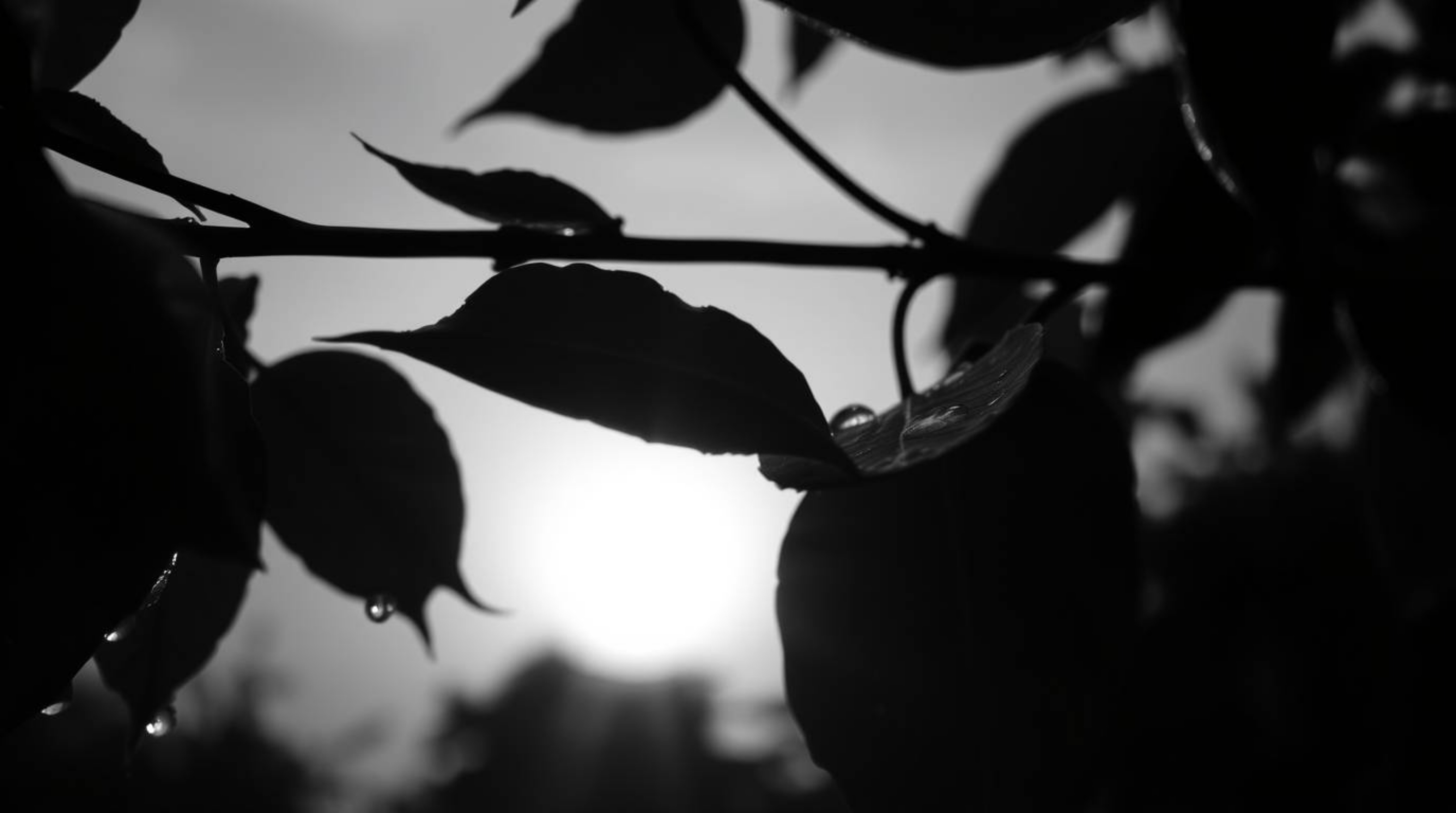 This image features a classic black and white photograph taken from a low angle perspective, employing dramatic lighting to c