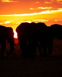 Silhouetted elephants with vibrant sunset colors, featuring backlighting and energetic movement across a field, highlighting 