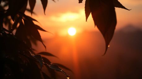 Explore stunning visuals with volumetric lighting highlighting sunset reflections in raindrops on leaves, creating a dramatic