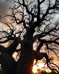 An intense dramatic sunset behind an old oak tree with twisted branches, captured in a tight close-up shot under stormy skies