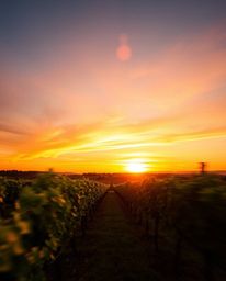 This long exposure photograph captures a stunning sunset over a vineyard, transforming the scene into a dynamic display of li