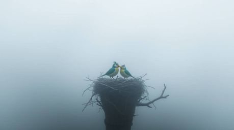 A captivating long exposure photograph depicts two charming cartoon birds diligently constructing a nest amidst a thick, fogg