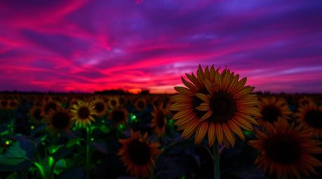 Experience the mesmerizing beauty of a bioluminescent sunflower field bathed in the deep red and purple hues of a twilight sk