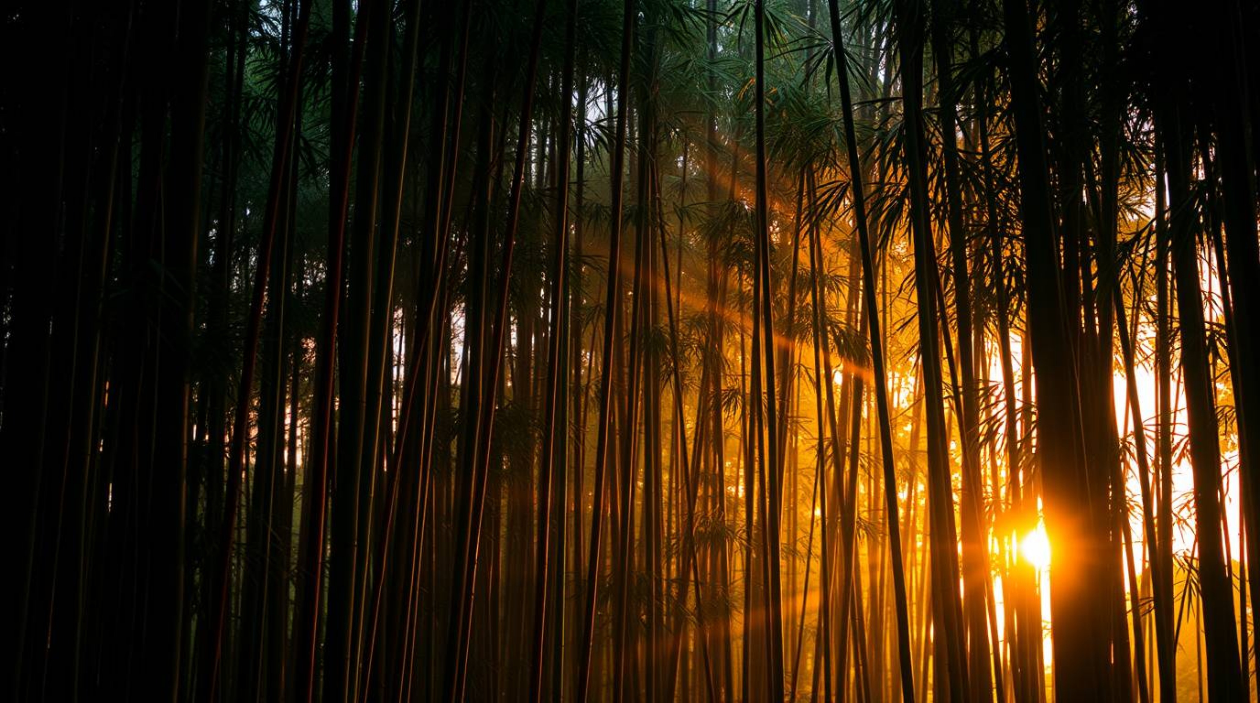 Immerse yourself in the mystic and enchanting ambiance of a bamboo forest bathed in the warm glow of sunset.  This dreamlike 
