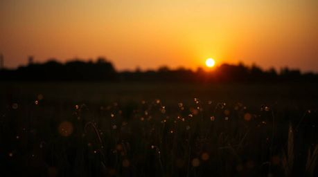 Capture the magic of a warm, slightly dark, and soft sunset over a quiet meadow as fireflies begin to emerge. This profession