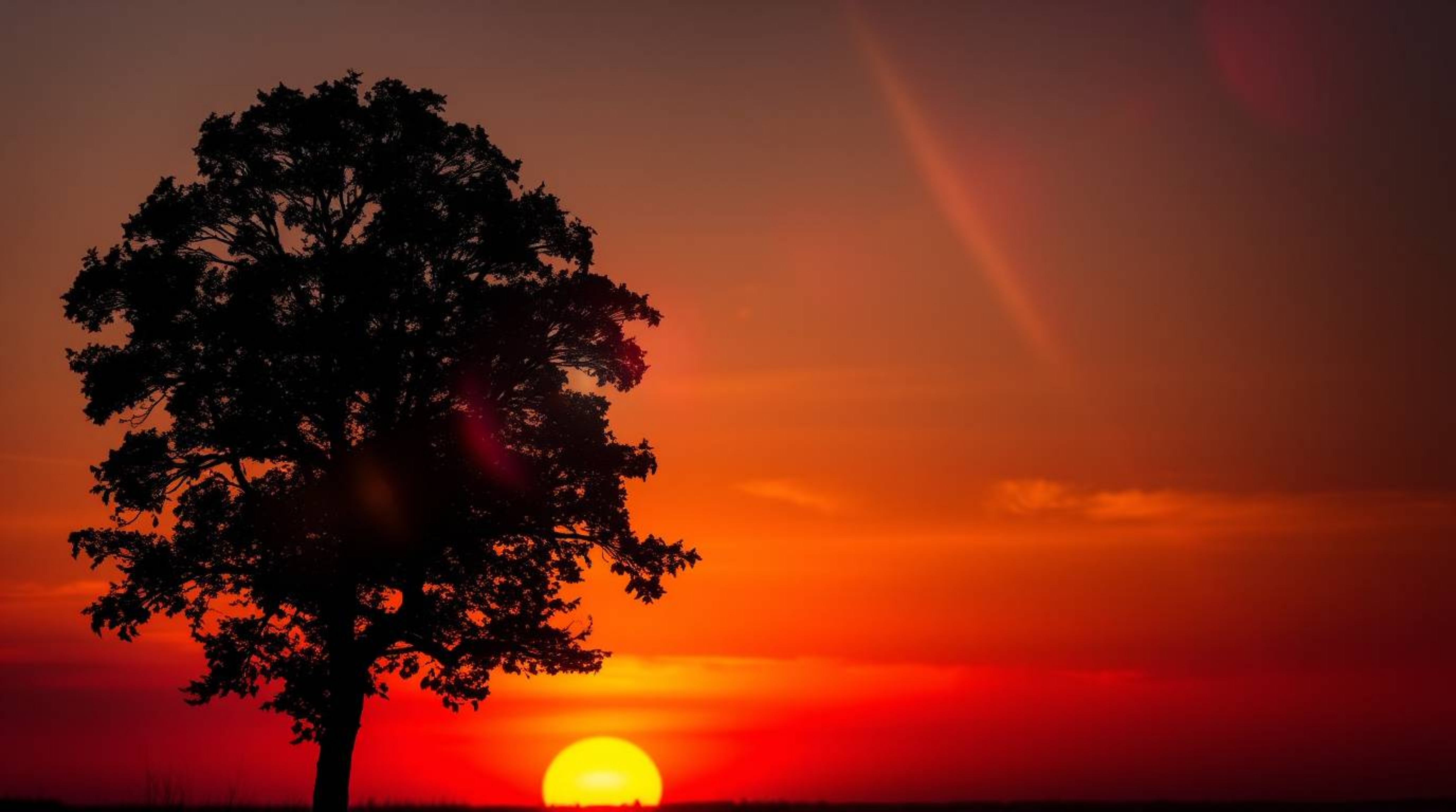 A captivating close-up captures a lone tree silhouetted against a breathtaking fiery sunset.  Bright lens flares add to the d