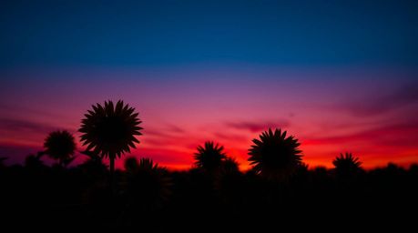 A breathtaking image of a sunflower field silhouetted against a vibrant burgundy and deep blue sunset. The backlighting drama