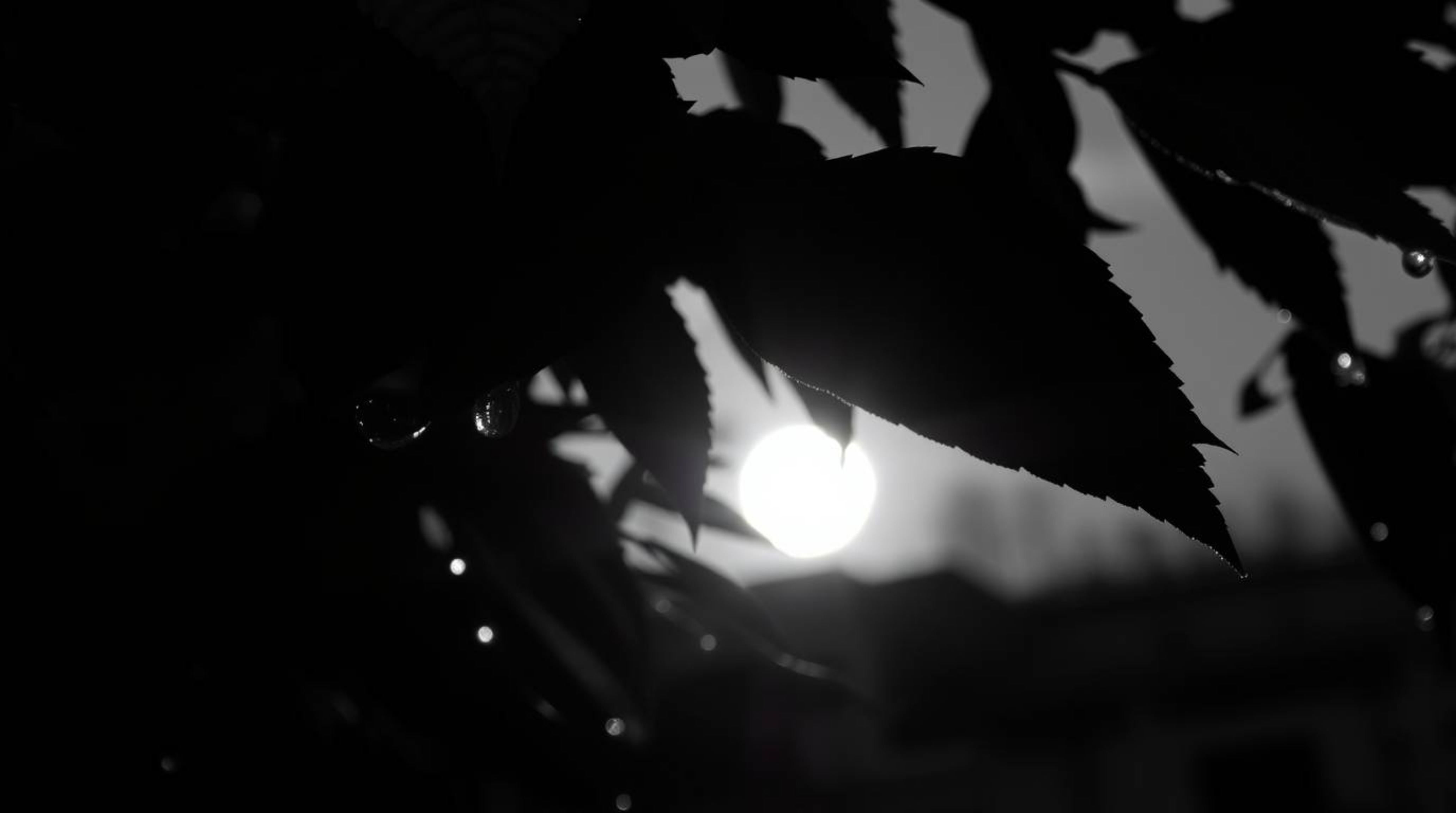 A classic black and white photograph capturing the beauty of a sunset reflecting in raindrops on leaves. The image showcases 