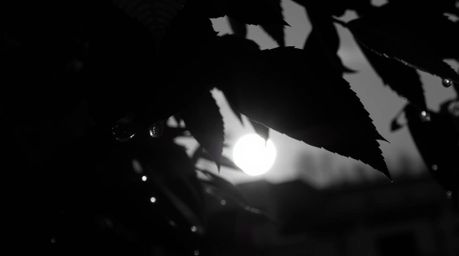 A classic black and white photograph capturing the beauty of a sunset reflecting in raindrops on leaves. The image showcases 