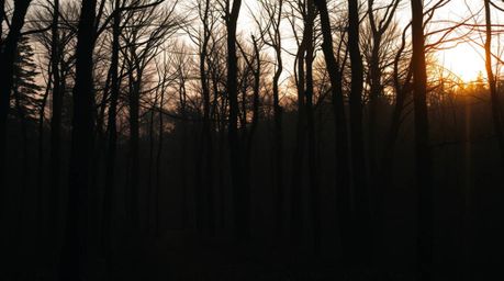 Explore a hauntingly beautiful autumn forest at sunset, drenched in the warm glow of the golden hour. This unsettling landsca