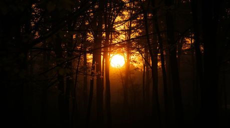Experience the captivating beauty of an autumn forest bathed in the golden light of sunset. This image features a soft cinema