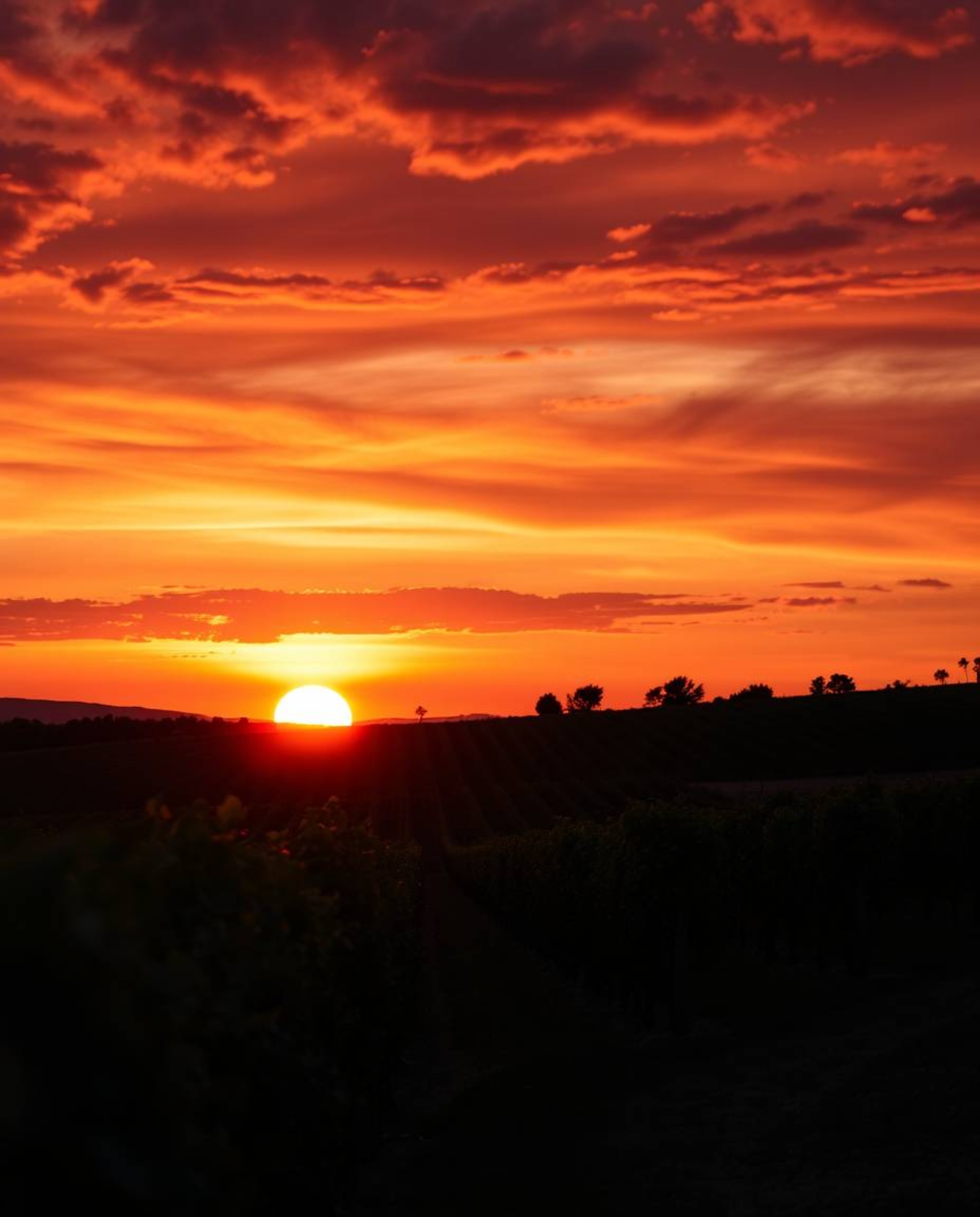 This dramatic, cinematic-style artwork captures a stunning sunset over a vineyard, utilizing vibrant complimentary colors and