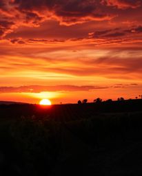 This dramatic, cinematic-style artwork captures a stunning sunset over a vineyard, utilizing vibrant complimentary colors and