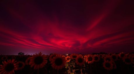Experience the captivating beauty of a creative light art piece depicting a sunflower field bathed in the surreal glow of a d