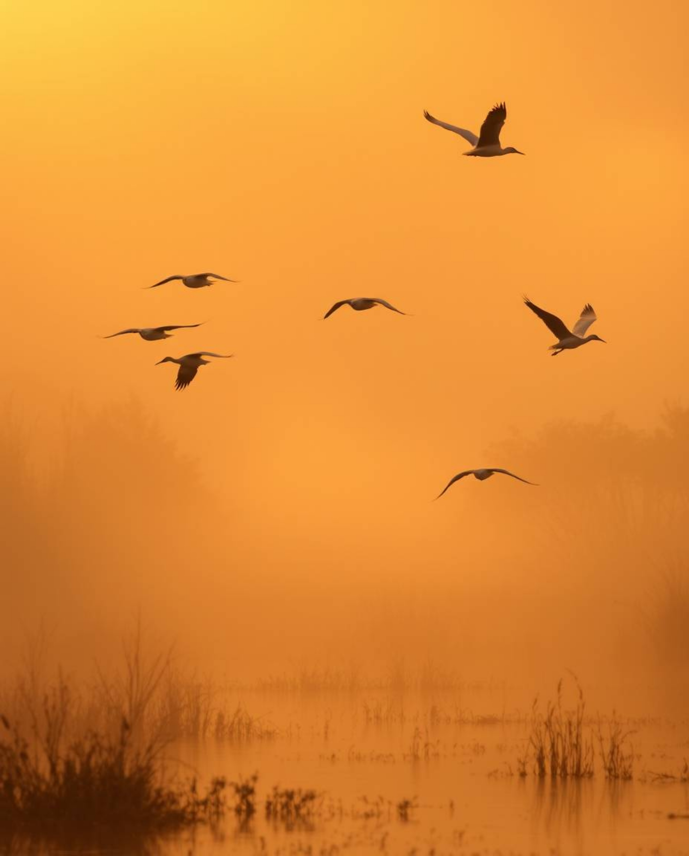 Experience a breathtaking golden hour wetlands scene featuring herons in flight, dramatically illuminated by volumetric light