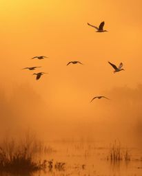 Experience a breathtaking golden hour wetlands scene featuring herons in flight, dramatically illuminated by volumetric light
