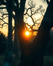Precise architectural color photography captures a sunset behind an old oak tree with twisted branches, creating an ethereal 