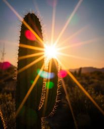 Experience a desert cactus glowing in the last rays of the sun, illuminated with vibrant, electric colors. This captivating i