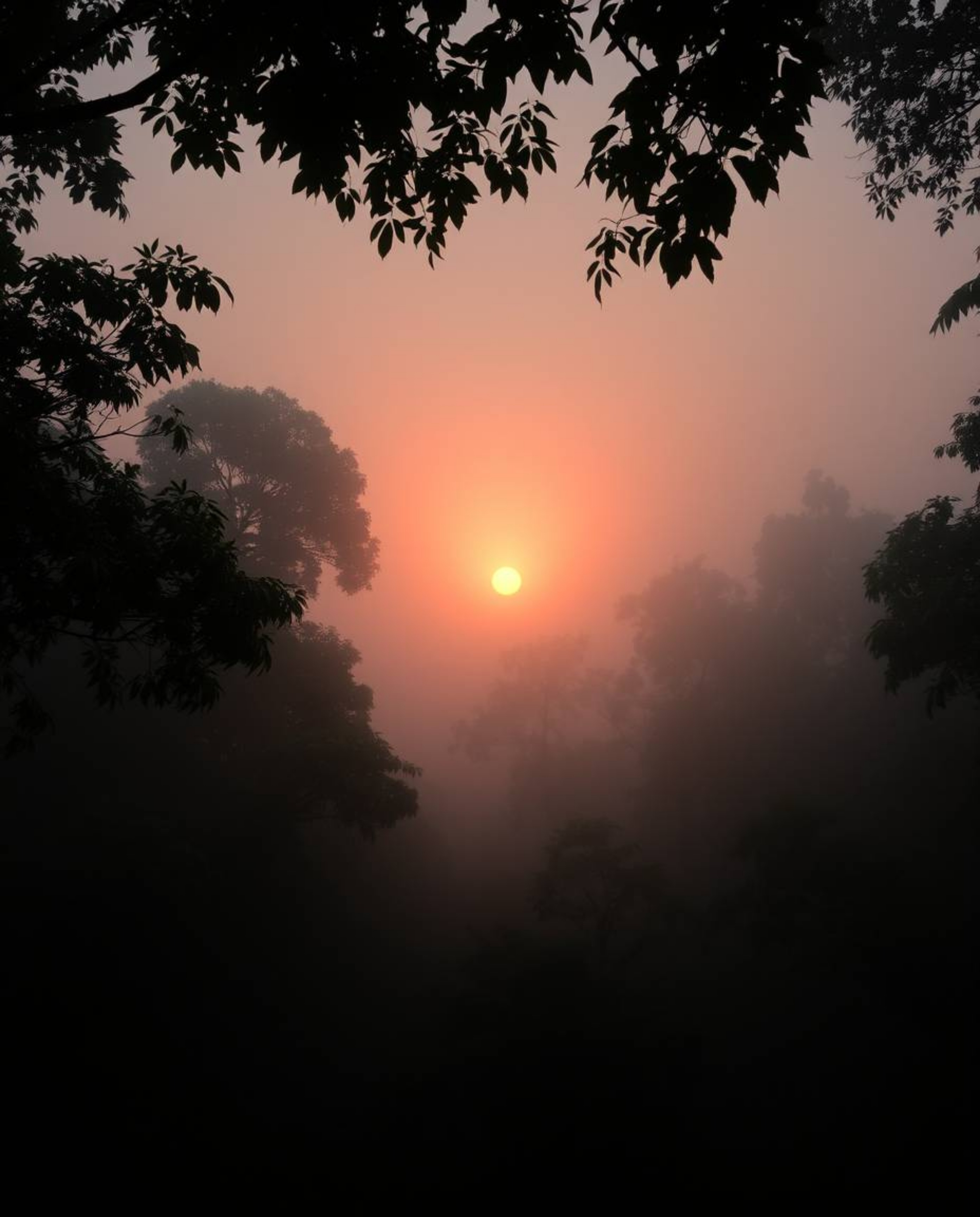 An overhead bird's-eye view photograph captures a sunset through a dense jungle canopy, which is heavily obscured by thick fo