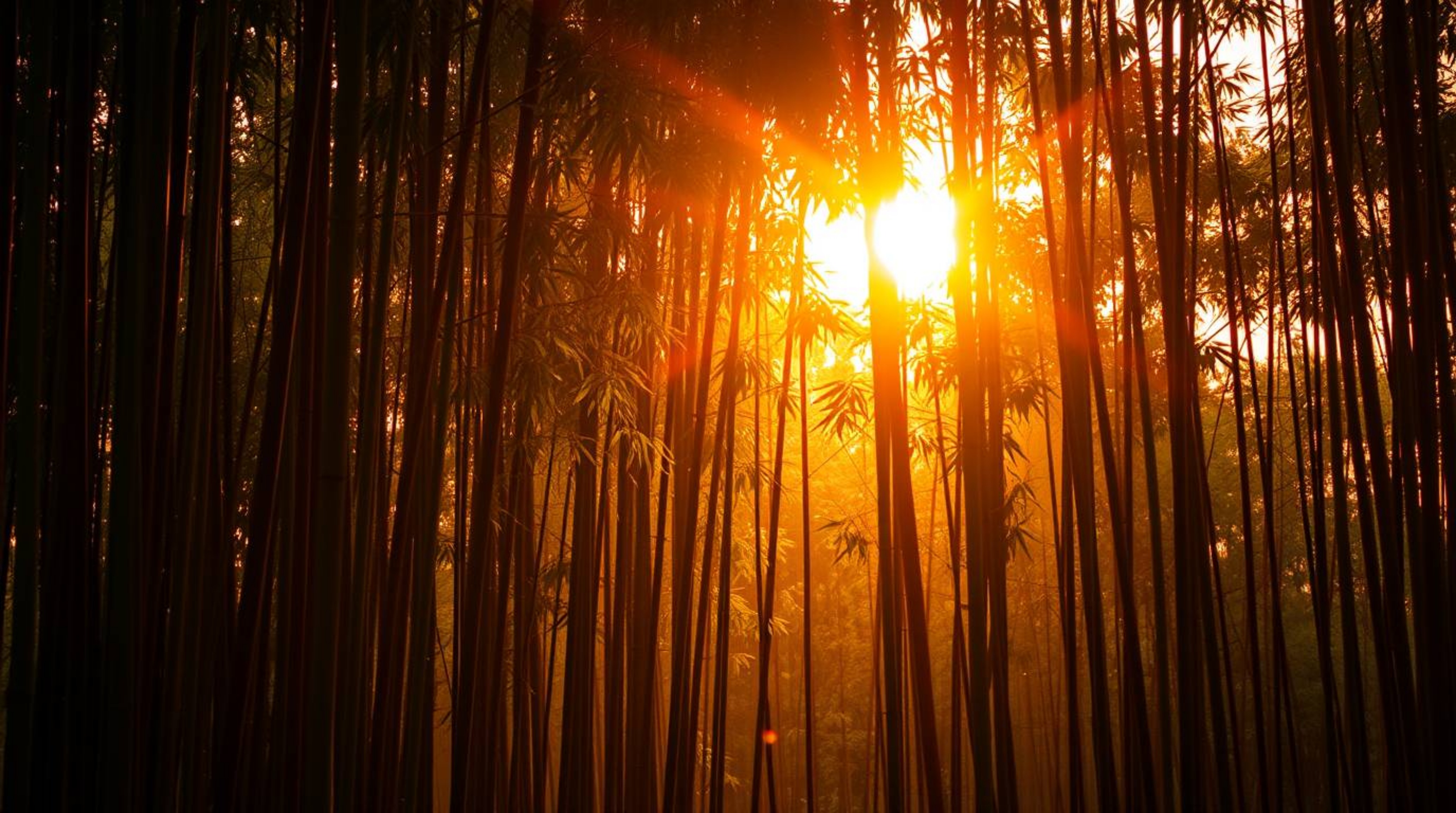 Experience the tranquility of a bamboo forest bathed in the warm glow of golden hour light. This image evokes a peaceful atmo