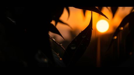 This artwork captures the ethereal beauty of a sunset's reflection in raindrops clinging to leaves, rendered in a dramatic ci