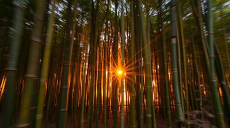 Capture the serene beauty of a charming bamboo forest at sunset with a long exposure photograph.  This image showcases the ge