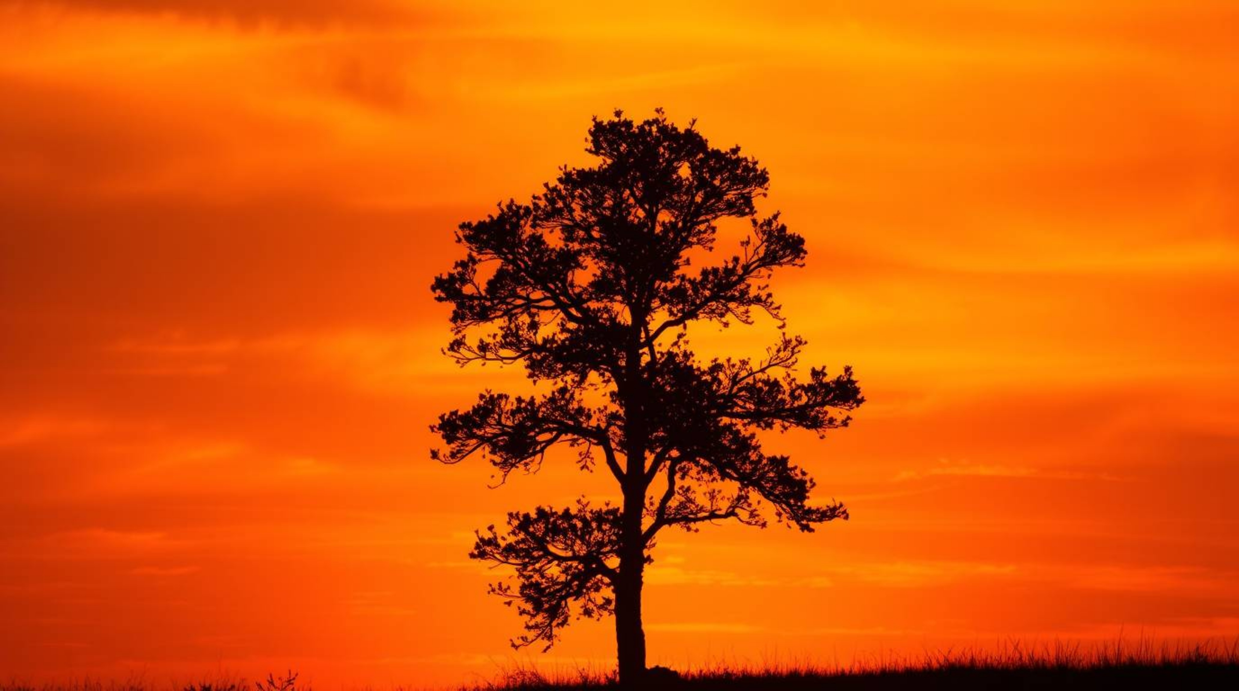 This image captures a dramatic cinematic scene of a lone tree silhouetted against a fiery sunset. The composition and lightin