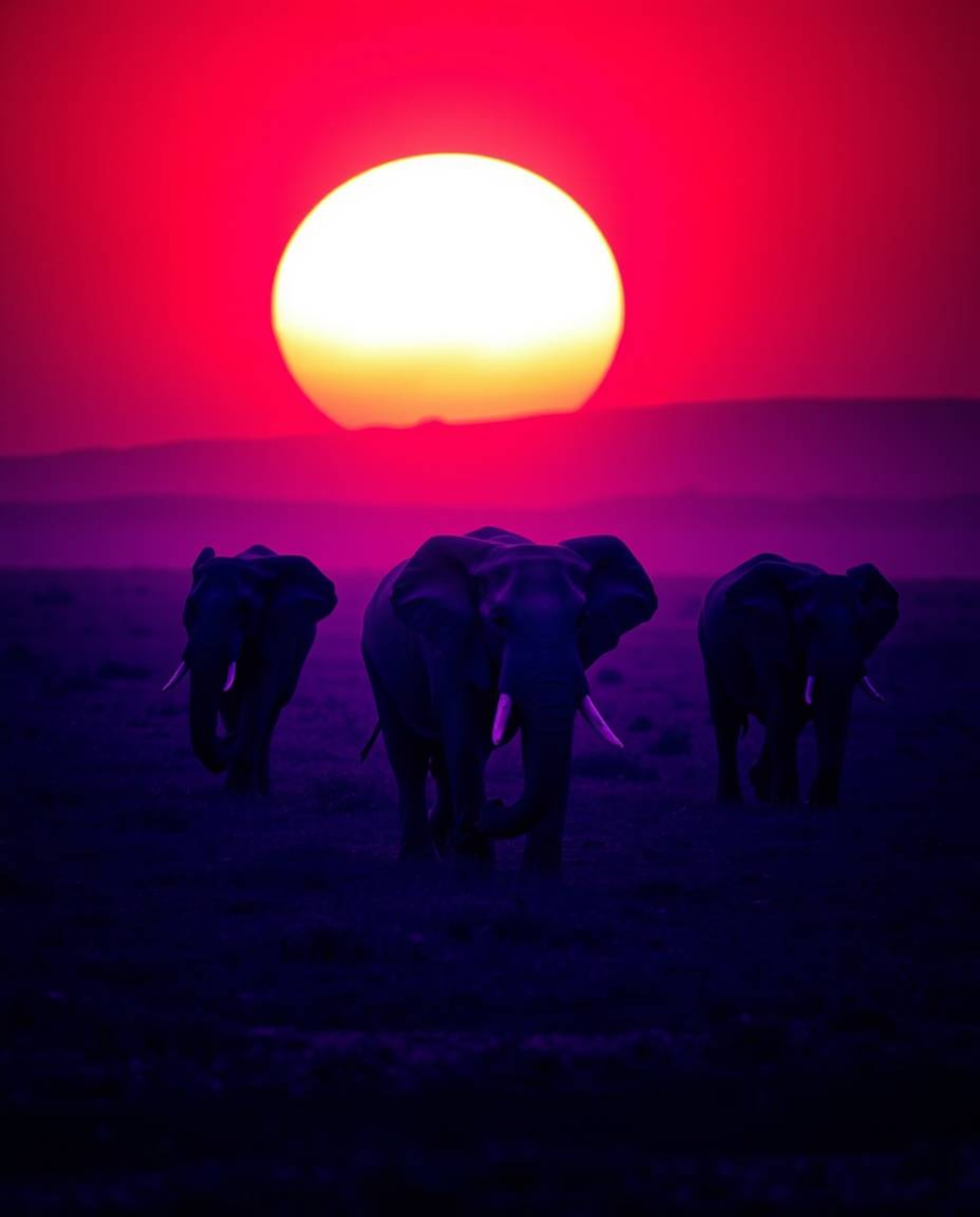 A dramatic photograph of elephants walking across a sunset field, featuring deep ultraviolet hues, high contrast, low-key lig