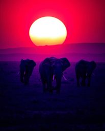 A dramatic photograph of elephants walking across a sunset field, featuring deep ultraviolet hues, high contrast, low-key lig