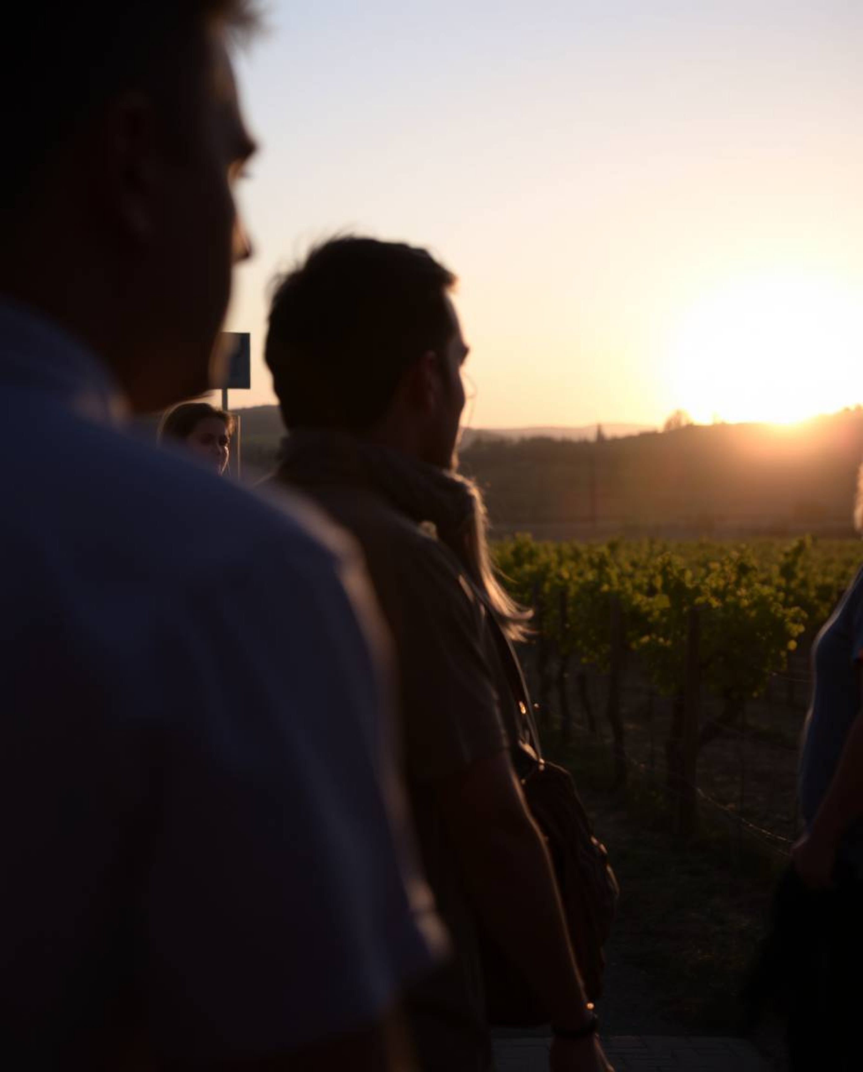 This image captures a sunset over a vineyard through the unique lens of candid street photography. It frames the natural beau
