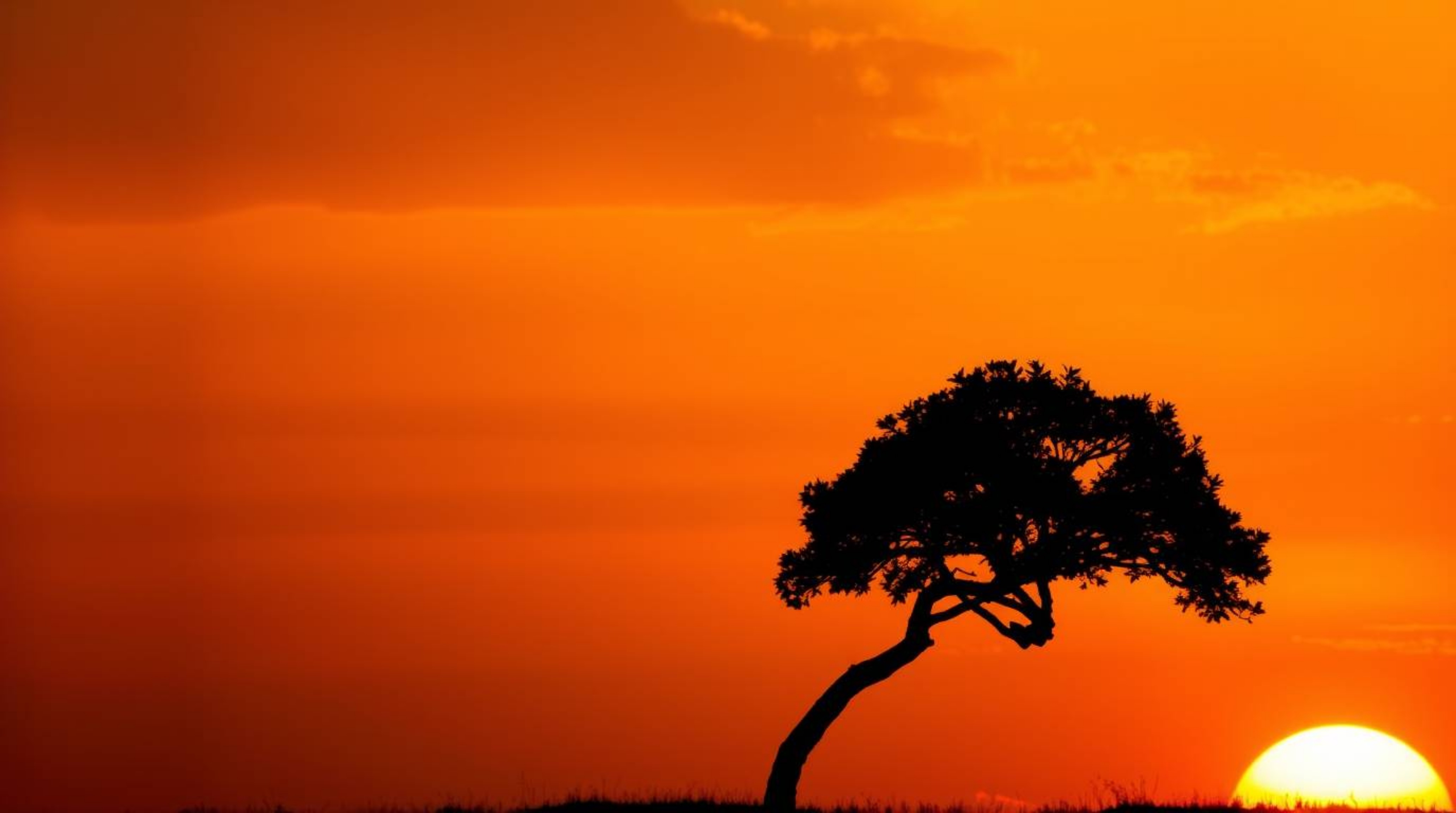 A captivating fine art photograph depicts a lone tree silhouetted against a vibrant, fiery sunset.  The image showcases soft 