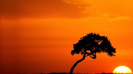 A captivating fine art photograph depicts a lone tree silhouetted against a vibrant, fiery sunset.  The image showcases soft 