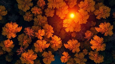 Experience the breathtaking beauty of an autumn forest from a unique perspective. This overhead bird's-eye view illustration 