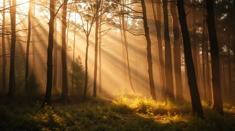 Experience a captivating chase scene unfolding through a mesmerizing looping forest backdrop.  Bathed in a warm, golden, and 