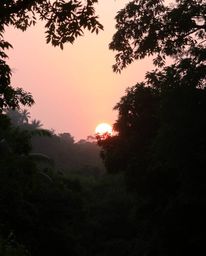 A sunset viewed through a dense jungle canopy is presented in soft pastel colors and bathed in a gentle, soft light. This sub