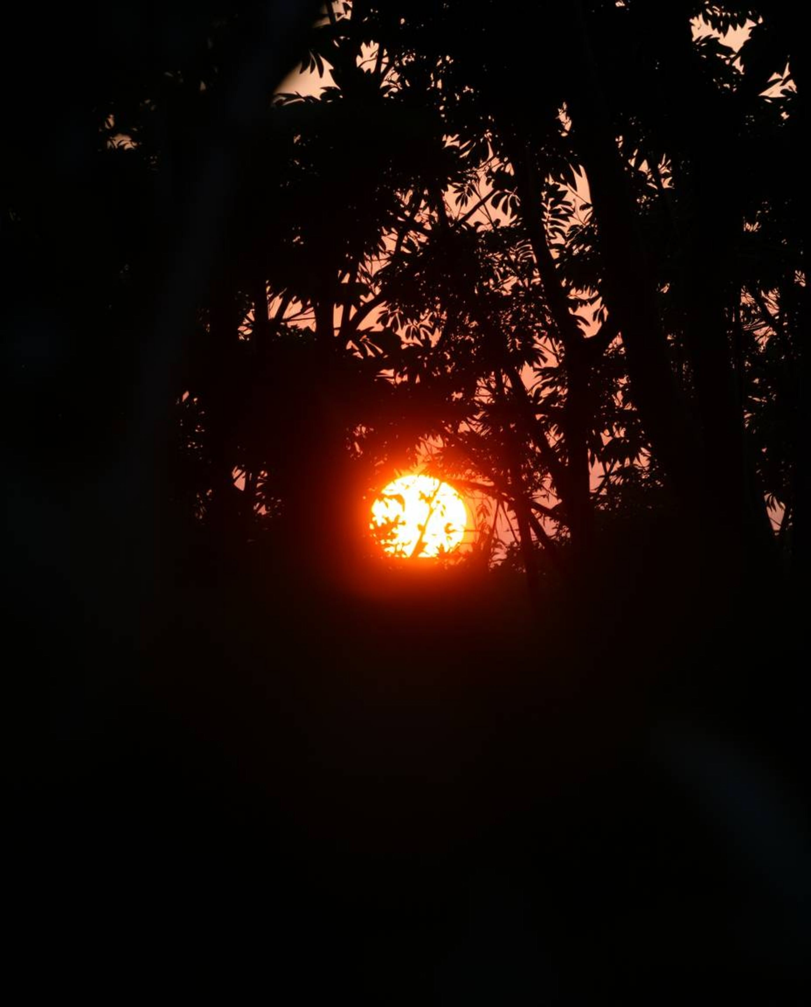 A close-up shot showcases a sunset viewed through a dense jungle canopy, emphasizing natural earth tones. The detailed focus 