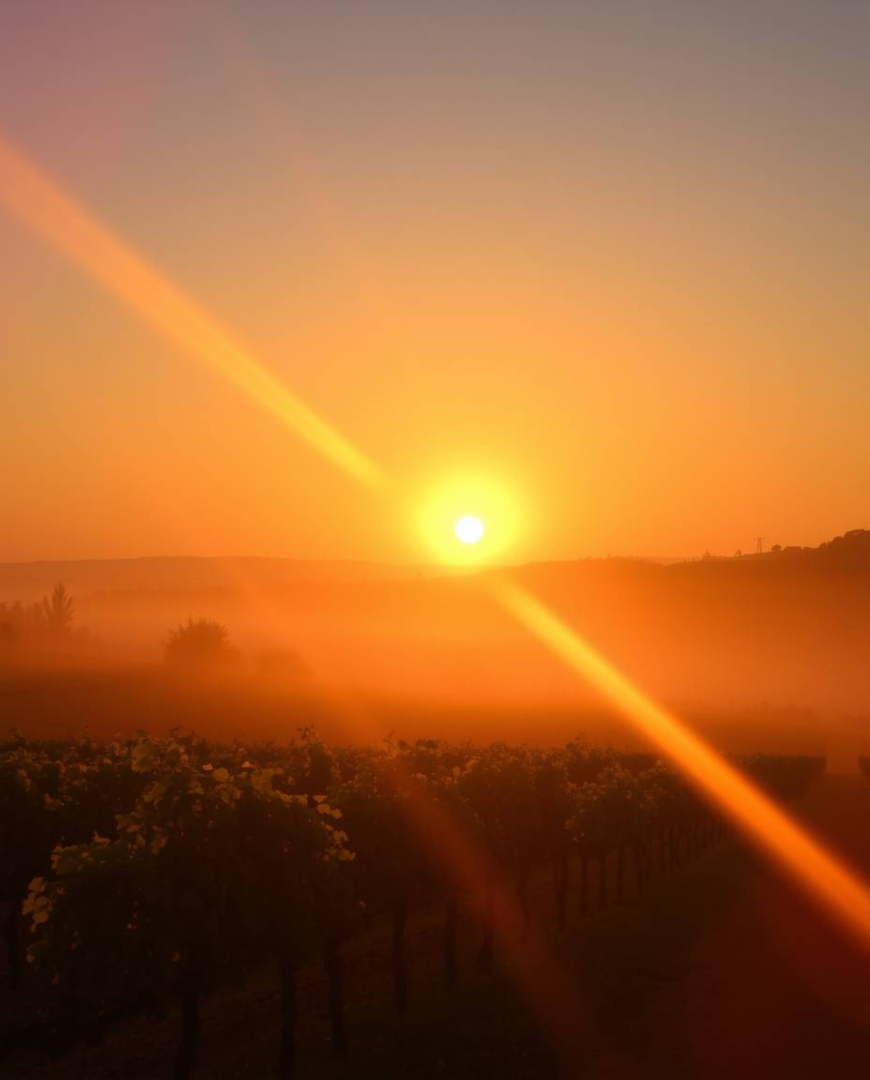 A photograph of a sunset over a vineyard, captured with a bright lens flare that creates a soft, dreamy atmosphere. Beautiful