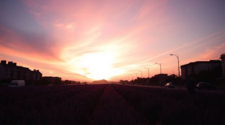 Explore the beauty of silhouetted candid street photography capturing lavender fields glowing under a dreamy pink sky. This c